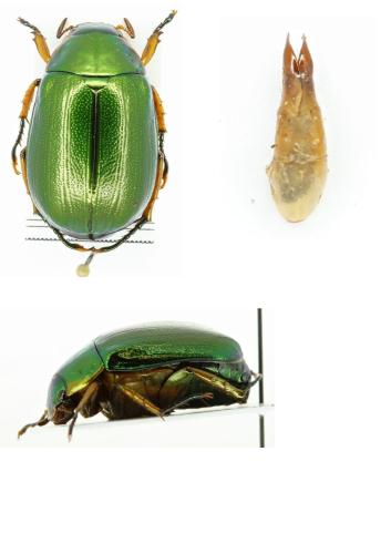 Réf. 311 251 : Mimela opalina